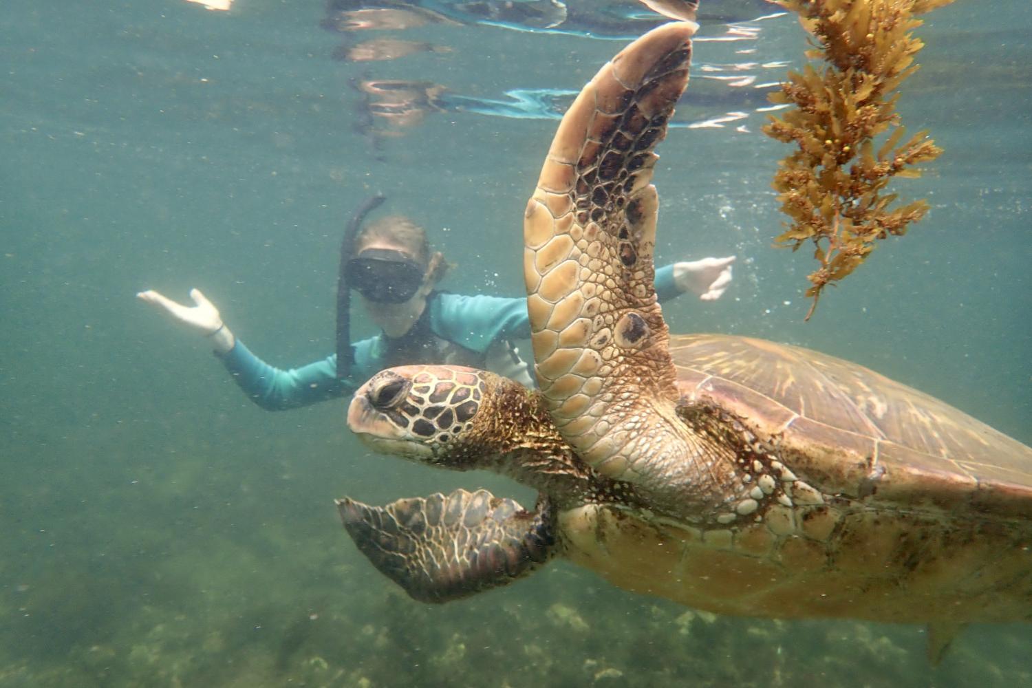 一名<a href='http://omsr.ngskmc-eis.net'>bv伟德ios下载</a>学生在Galápagos群岛游学途中与一只巨龟游泳.